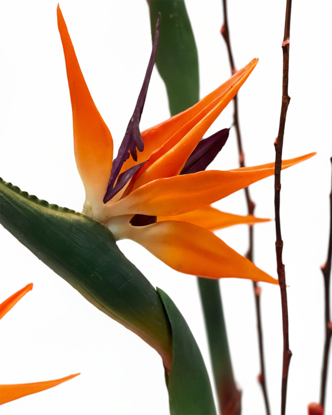 Bird of Paradise & Cylix Arrangement – White Orchid Flowers