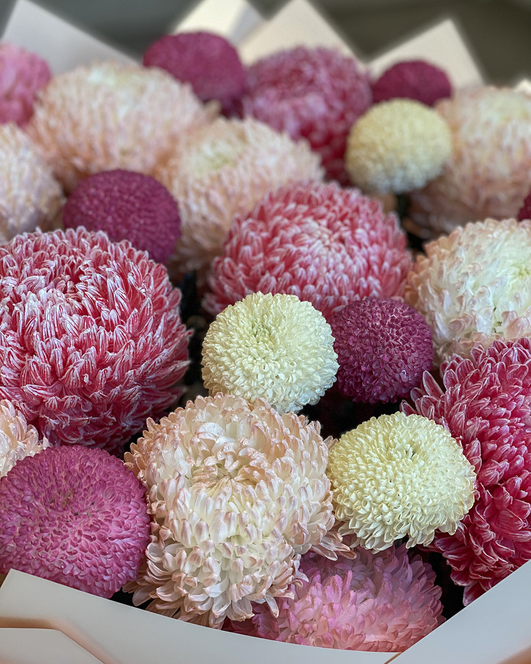 Blush Chrysanthemum