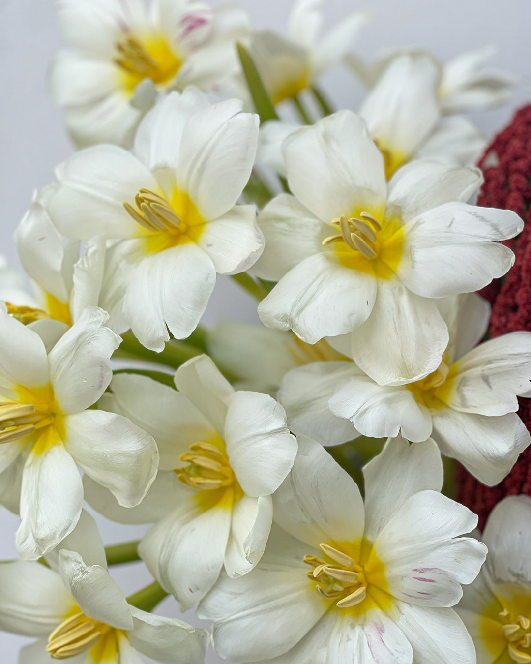 Valentine Heart-Shaped White Tulip Bouquet – White Orchid Flowers