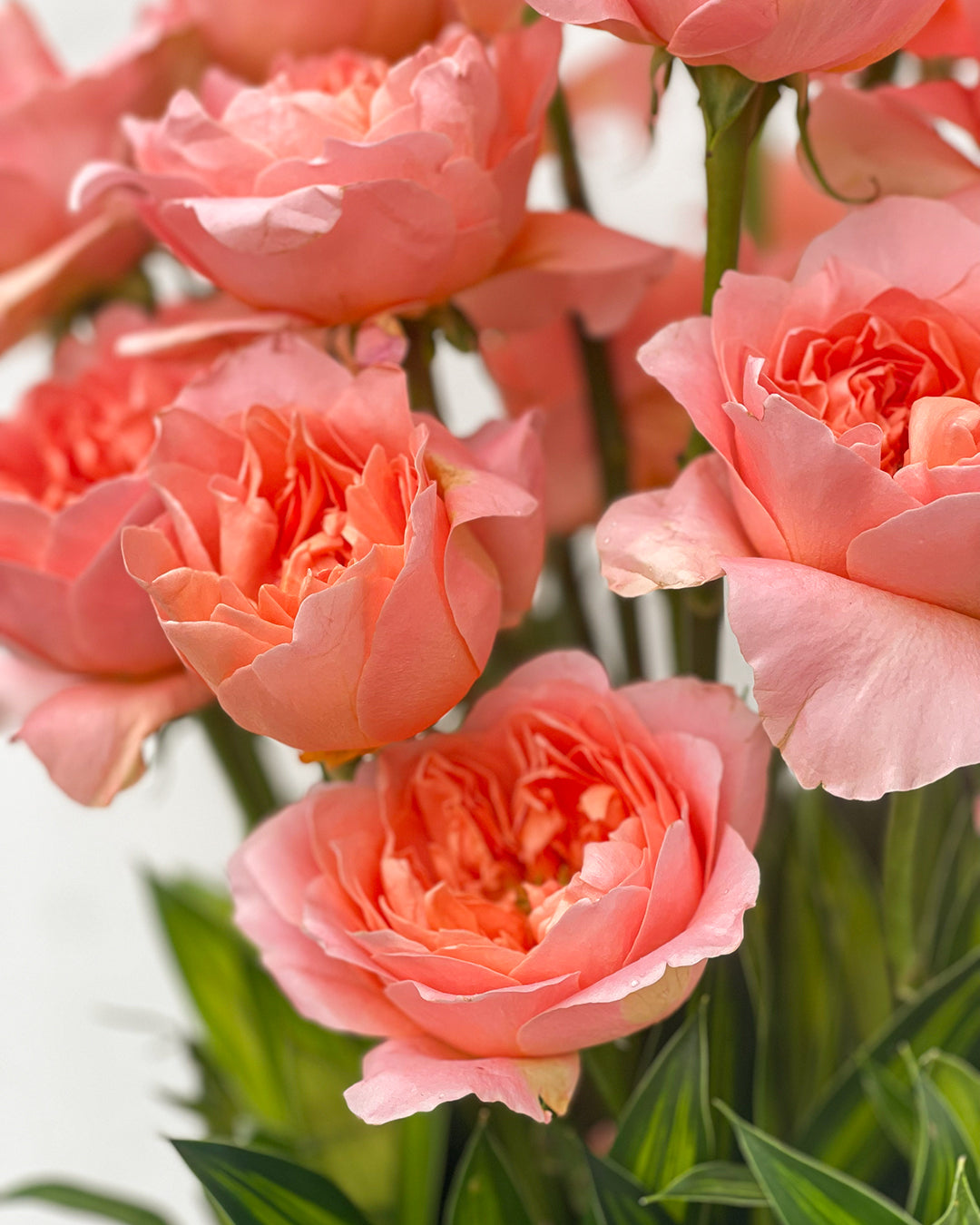 Peach Garden Rose Arrangement